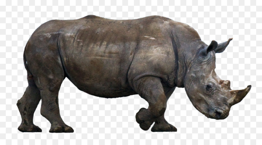 Il Rinoceronte, Animale, Fauna Selvatica DeviantArt - altri