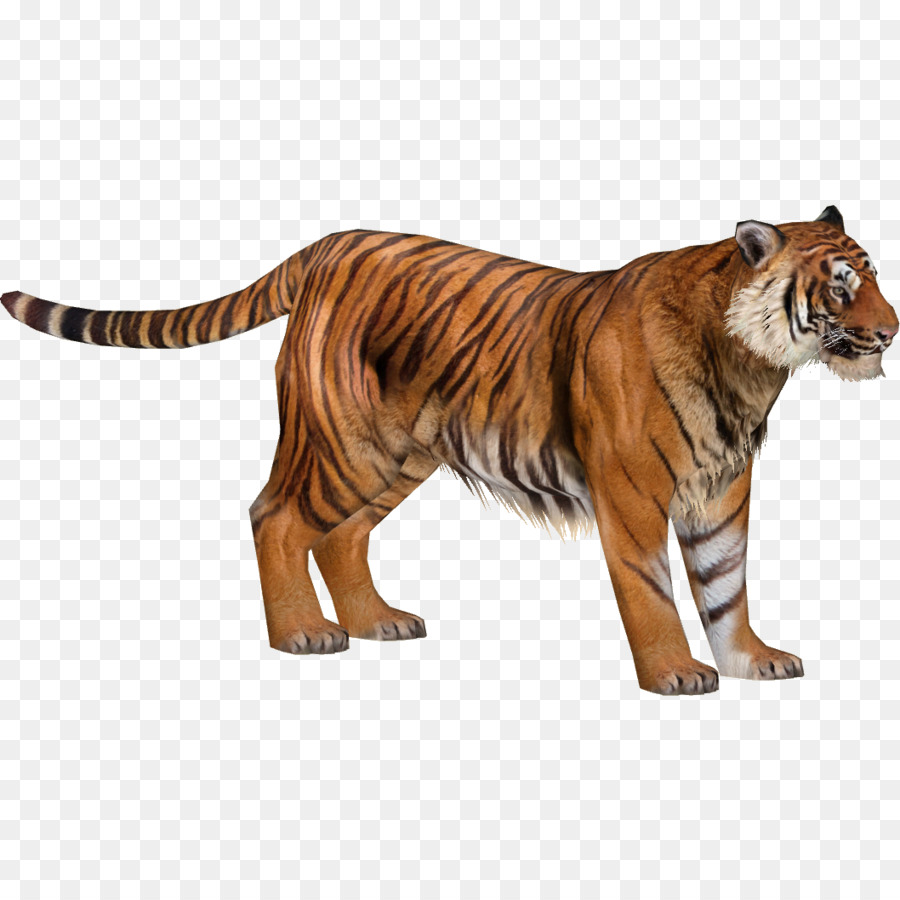 Thú ông Trùm 2 hổ Nam Trung hoa, con Hổ con hổ hổ Sumatra - con hổ
