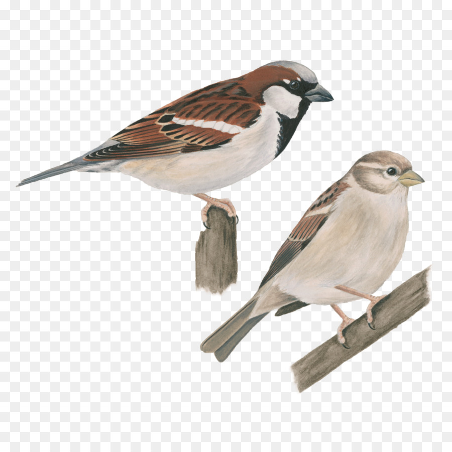 House Sparrow-Singvogel Common starling - Spatz