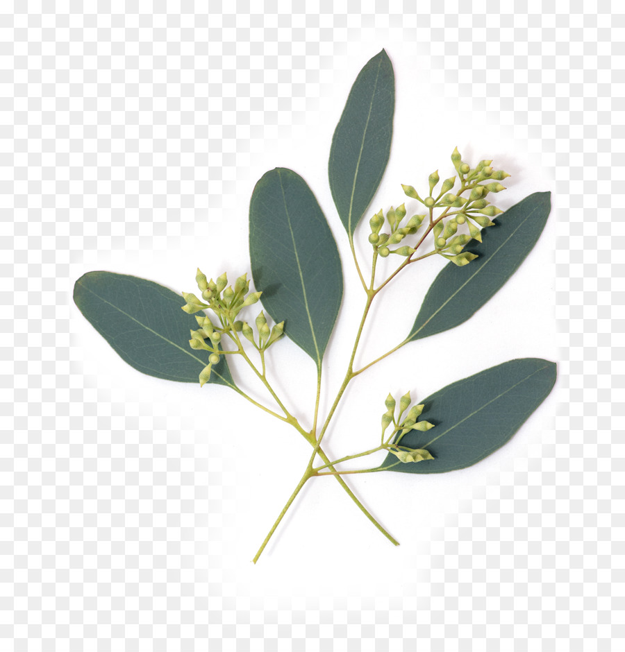 Eukalyptus Blumen Gum Bäume Blatt Nährstoff-Avocado - Eukalyptus