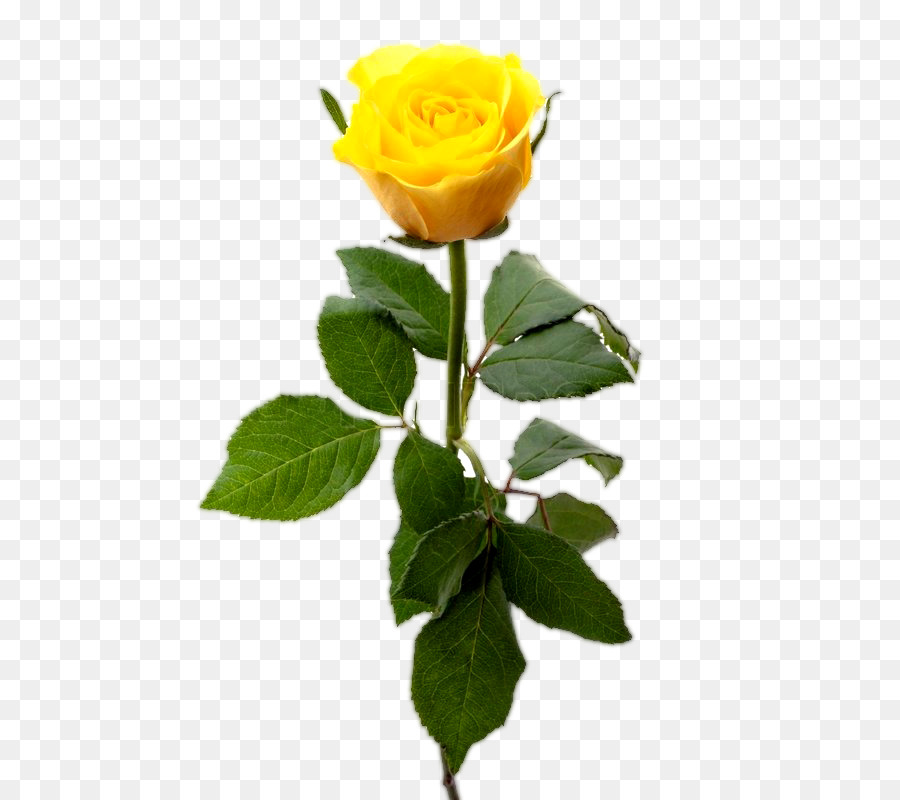 Stock-Fotografie-Gelbe Rose-Royalty-free clipart - gelbe rose