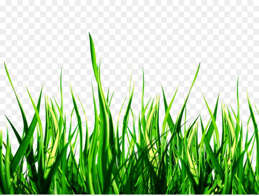 Green Grass Background png download - 1600*1200 - Free Transparent Lawn png  Download. - CleanPNG / KissPNG