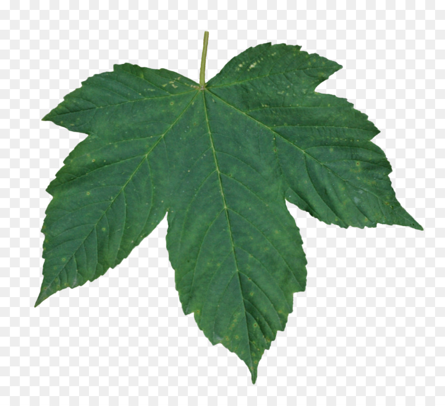 Blatt-Transparenz und Transluzenz Grün - grüne Blätter
