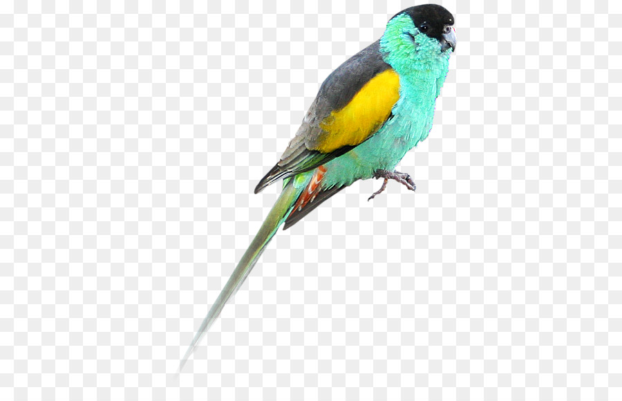 Con cappuccio di pappagalli di Uccelli Canarino d'Oro-spalle parrot - pappagallo