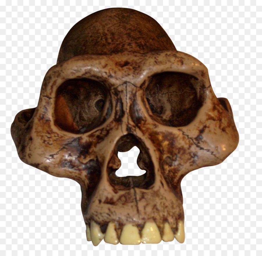 Australopithecus afarensis Australopithecus africanus Australopithecus bahrelghazali Australopithecus garhi Australopithecus sediba - scenario