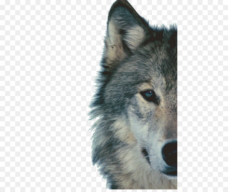 Chó sói Bắc cực sói Đen động Vật Clip nghệ thuật - chó sói