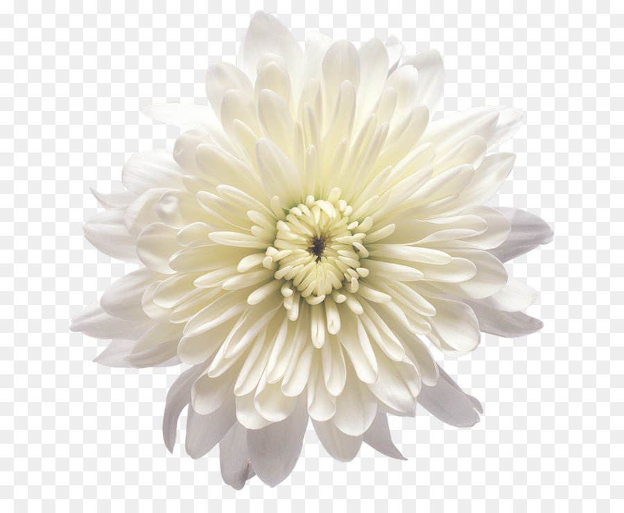 Chrysantheme Blume Gelb Weiß Clip-art - weiße Blume