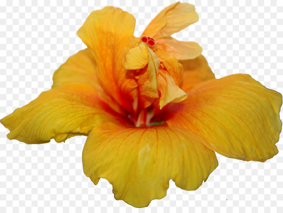 Fiore di ibisco Colore Clip art - giallo