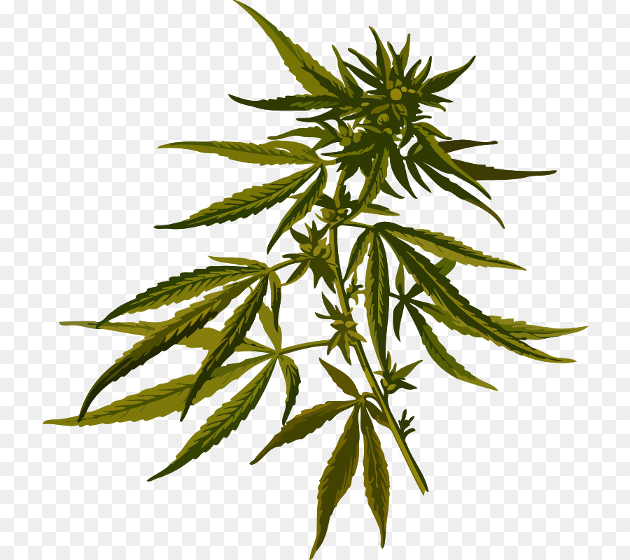 Cannabis sativa Hanf Pflanze clipart - Marihuana