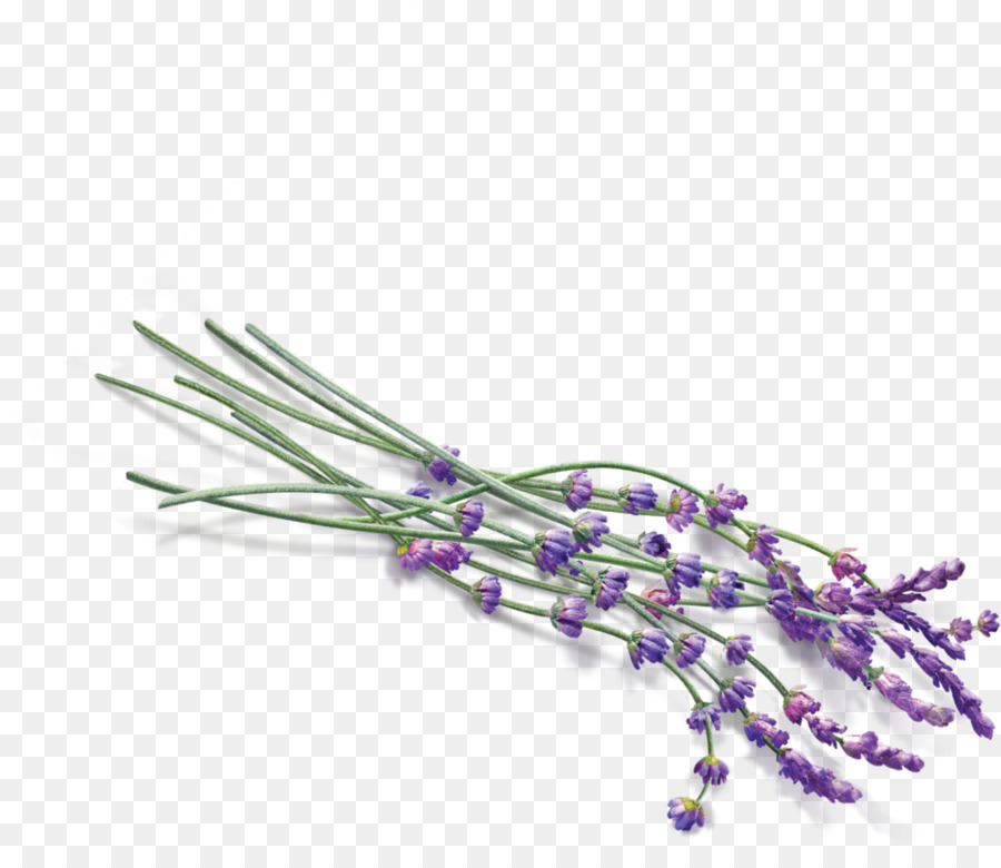 Lavendel Clip art - andere