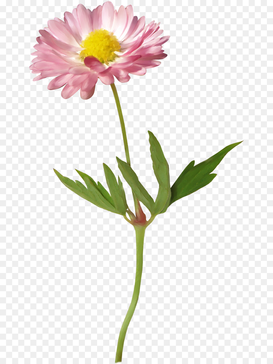 Flower Clip Art - Kamille