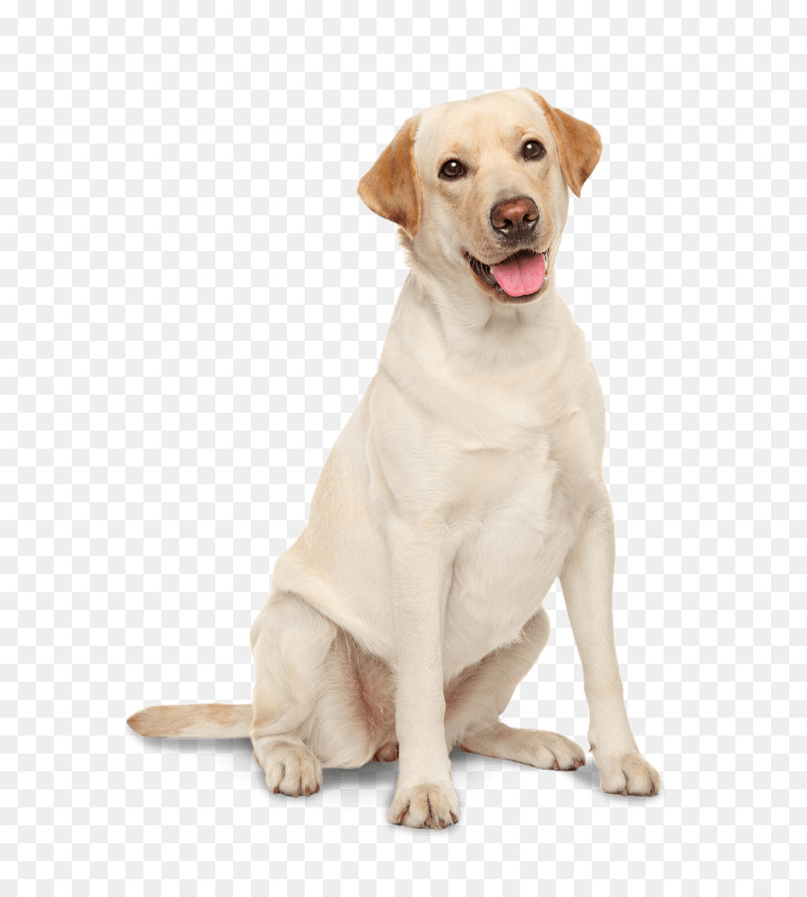 Labrador Chó Săn Vàng Vịnh Chesapeake Chó Săn Irish Đặt Irish Nước Spaniel - con chó