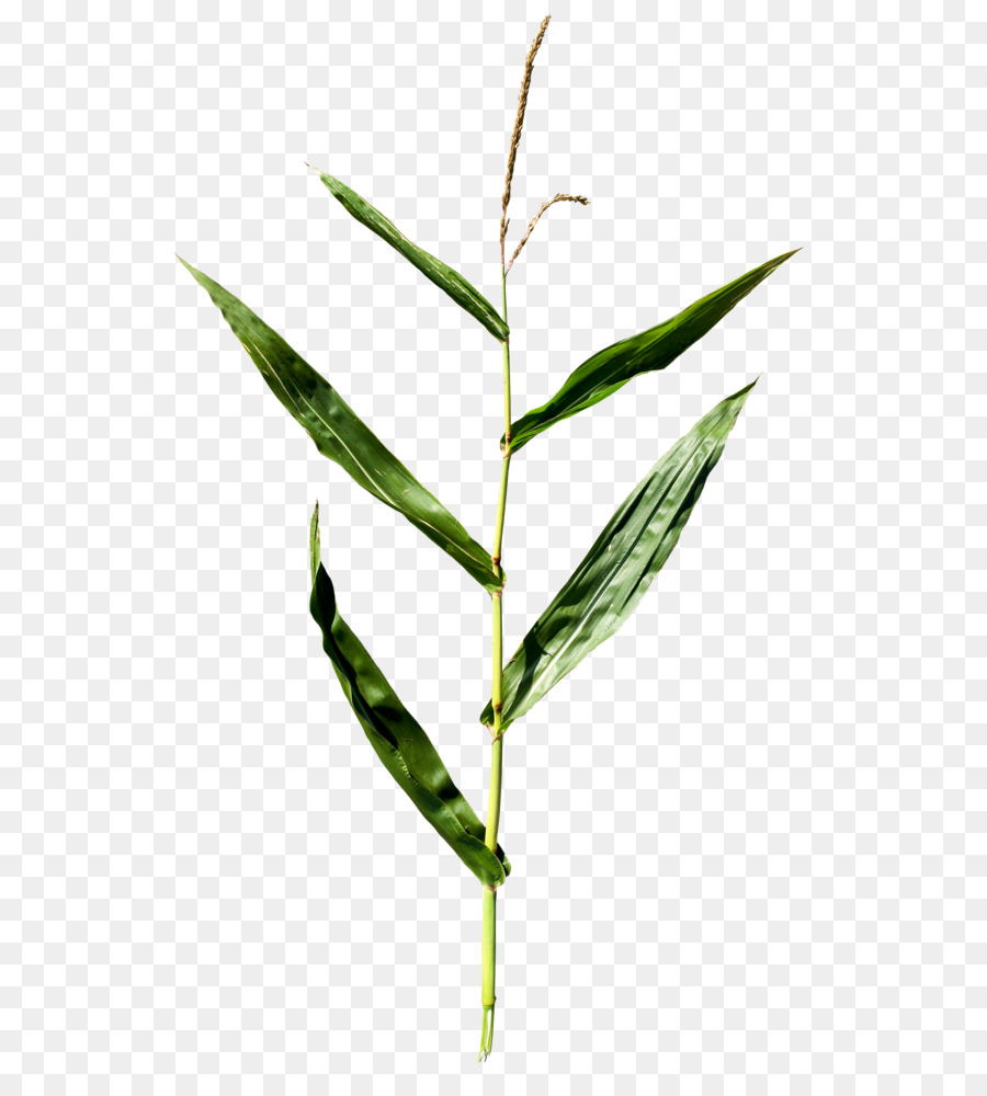 Bamboo Leaf