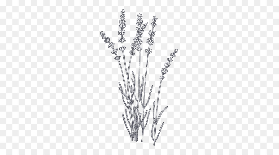 Plant lavender in sketch style Royalty Free Vector Image