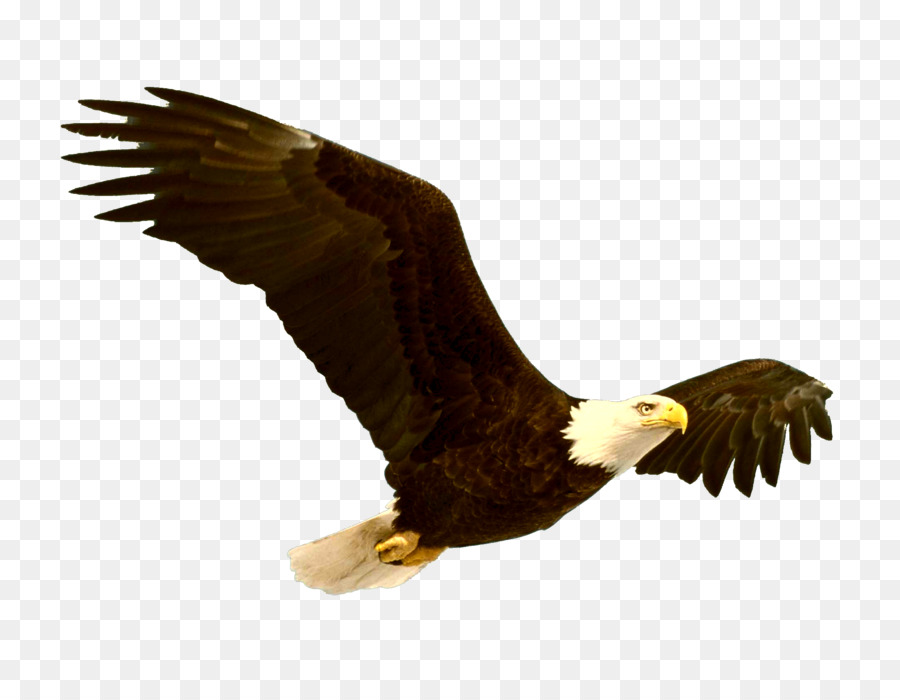 Bald Eagle Bird clipart - Adler