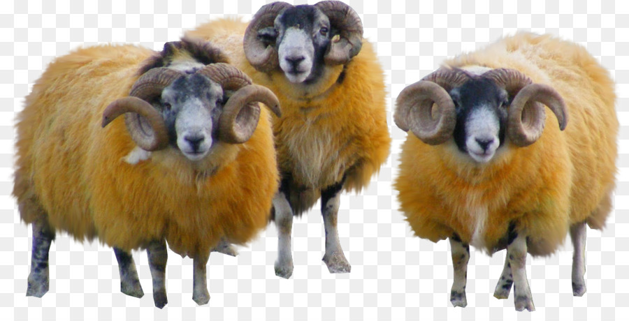 Cừu Dê Sợi - cừu