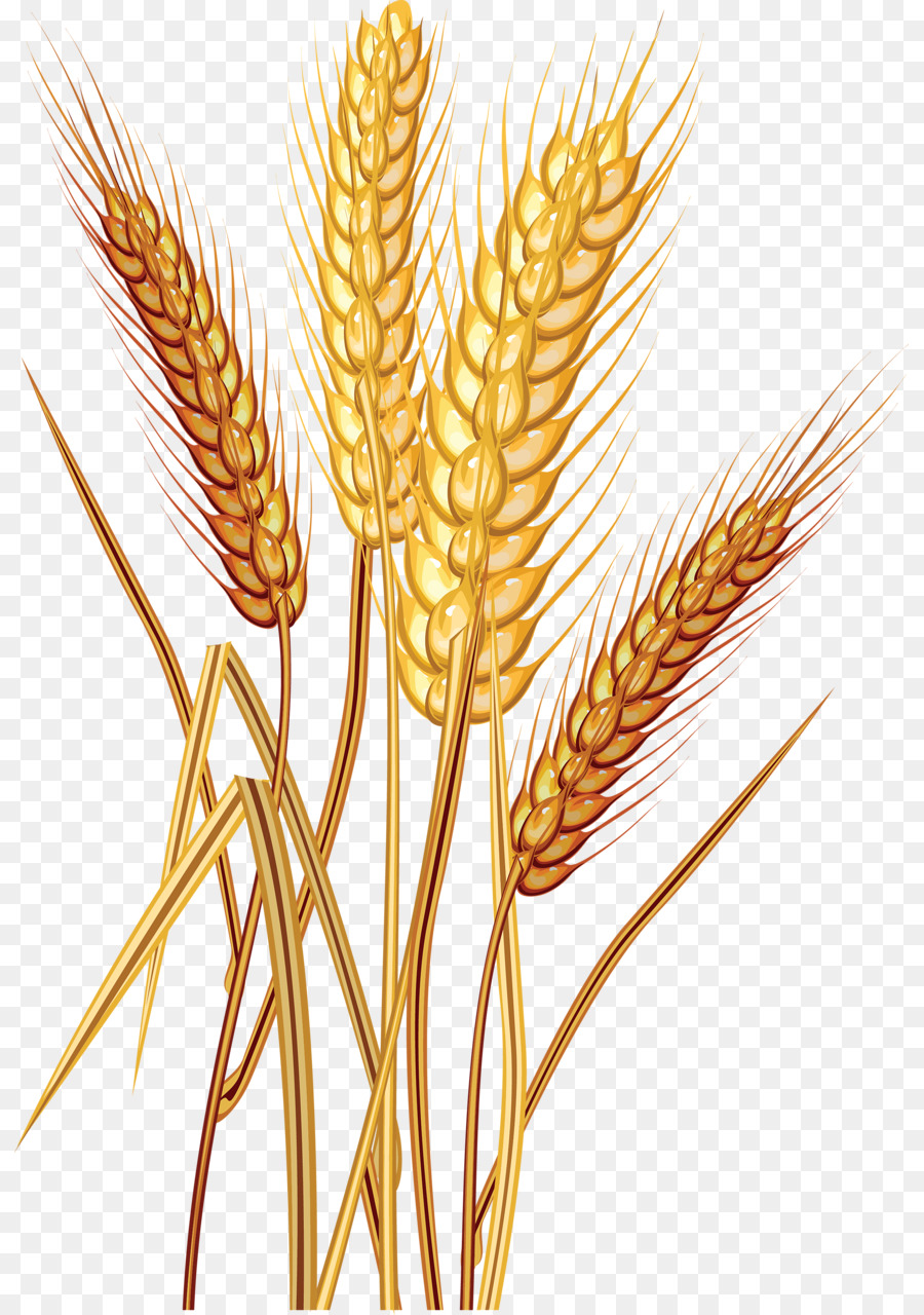Wheat Cartoon png download - 871*1280 - Free Transparent Common Wheat png  Download. - CleanPNG / KissPNG