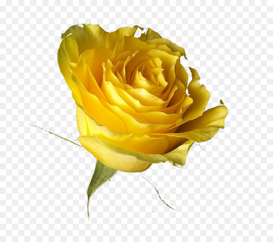 Rose Gelb Desktop Wallpaper Transvaal daisy - gelbe rose
