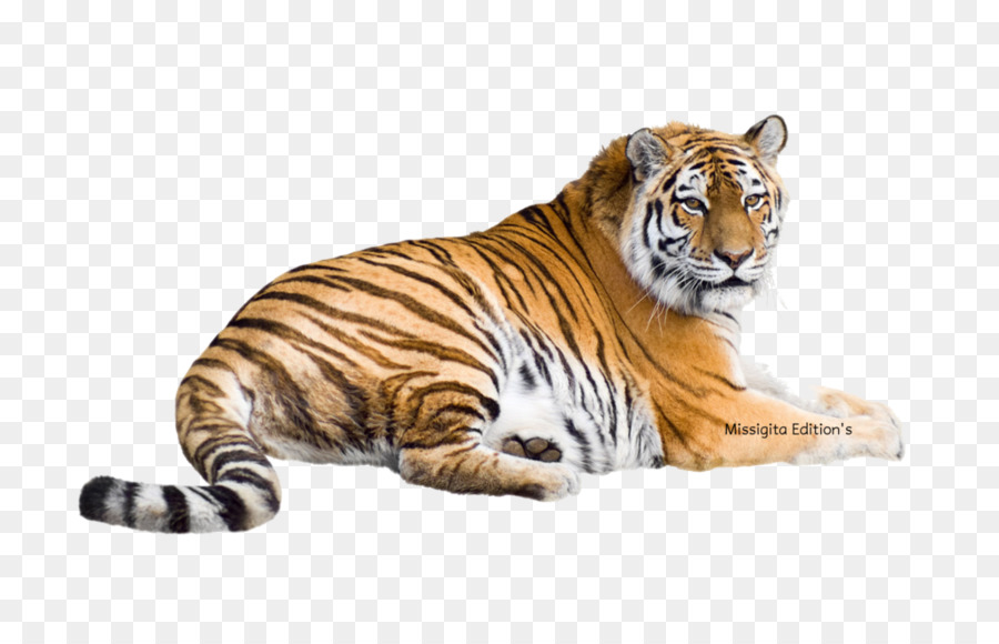 Tigre siberiana tigre del Bengala Felidae tigre della Malesia tigre Bianca - tigre
