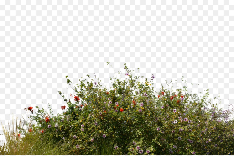 Arbusto Wildflower - paesaggio