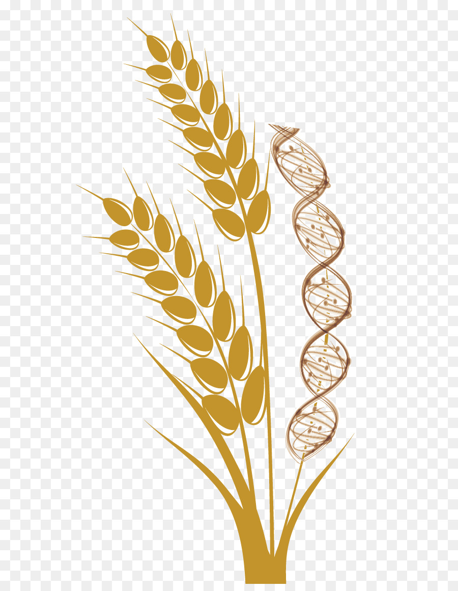 Emmer-Getreide WEICHWEIZEN-Ear-Harvest - Weizen