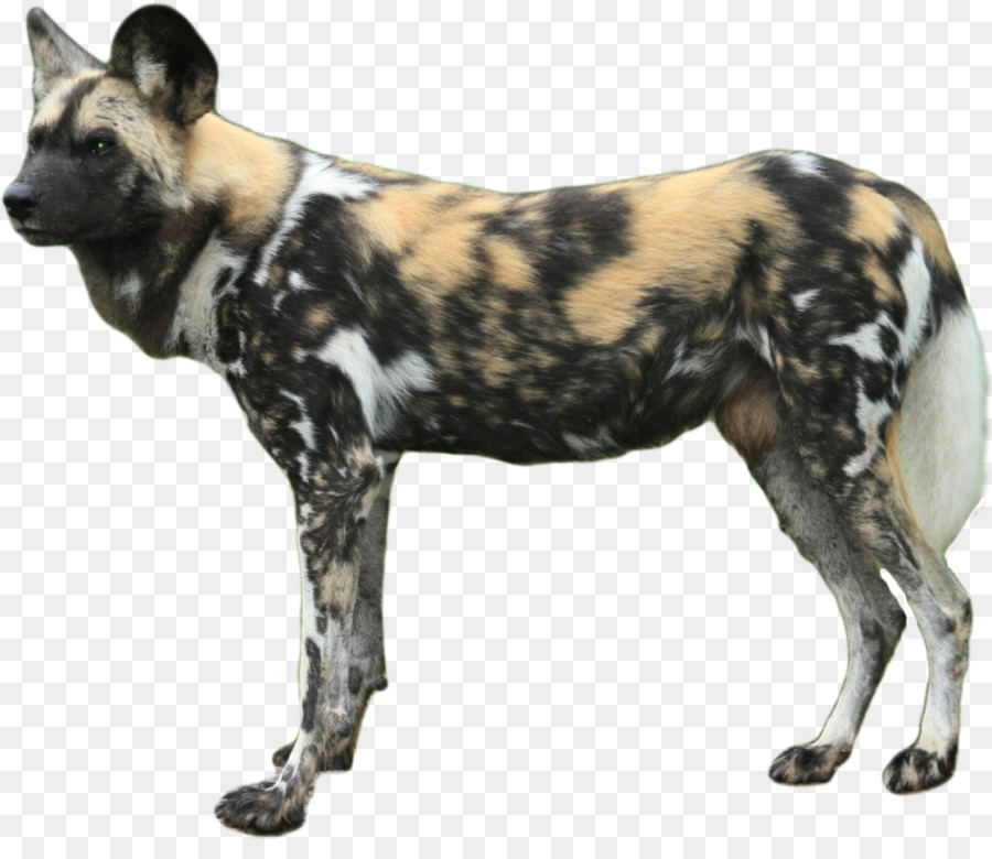 Trắng Shepherd chó hoang dã châu Phi Dhole con Chó con mèo rừng - con chó