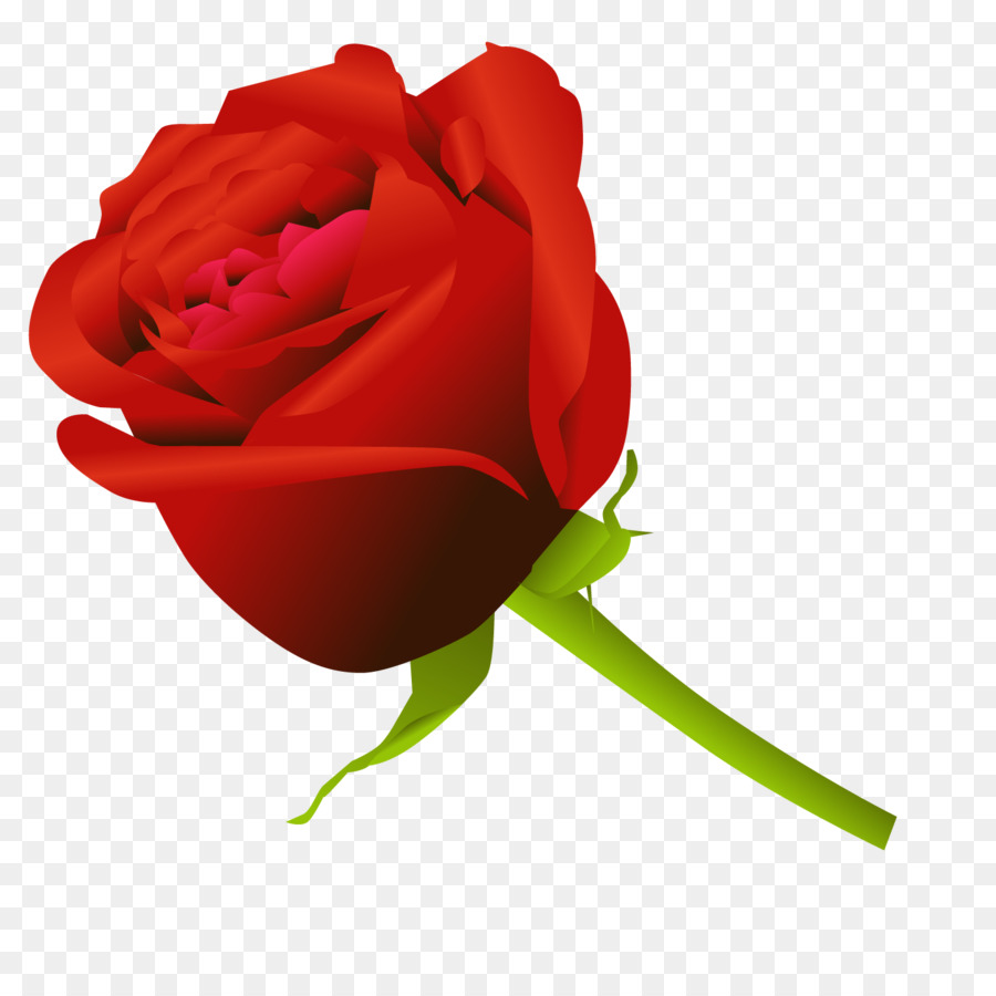 Hoa hồng Vẽ Clip nghệ thuật - véc tơ hồng