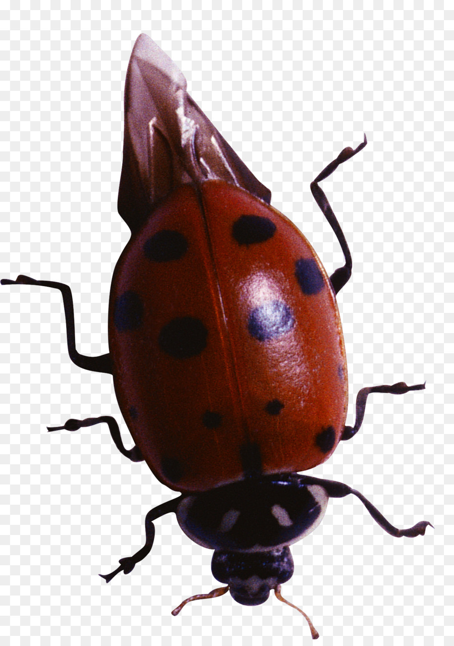 Harlequin Ladybird Beetle Coccinella clip-art - Käfer