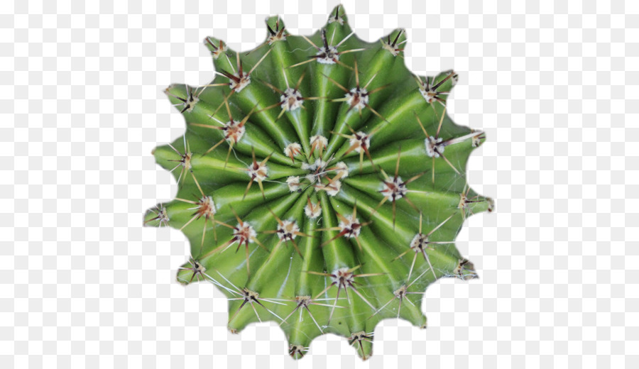 Cactacee Pianta di Spine, spine e aculei Albero Vaso di fiori - cactus