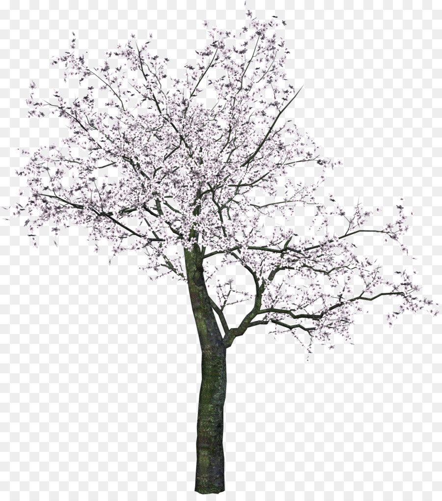 Ramo di albero di Clip art - fiore di ciliegio