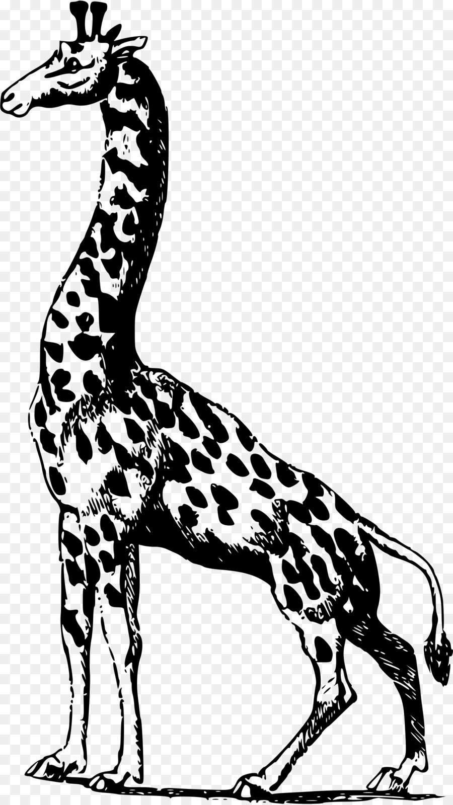 Afrika Giraffe - Giraffe