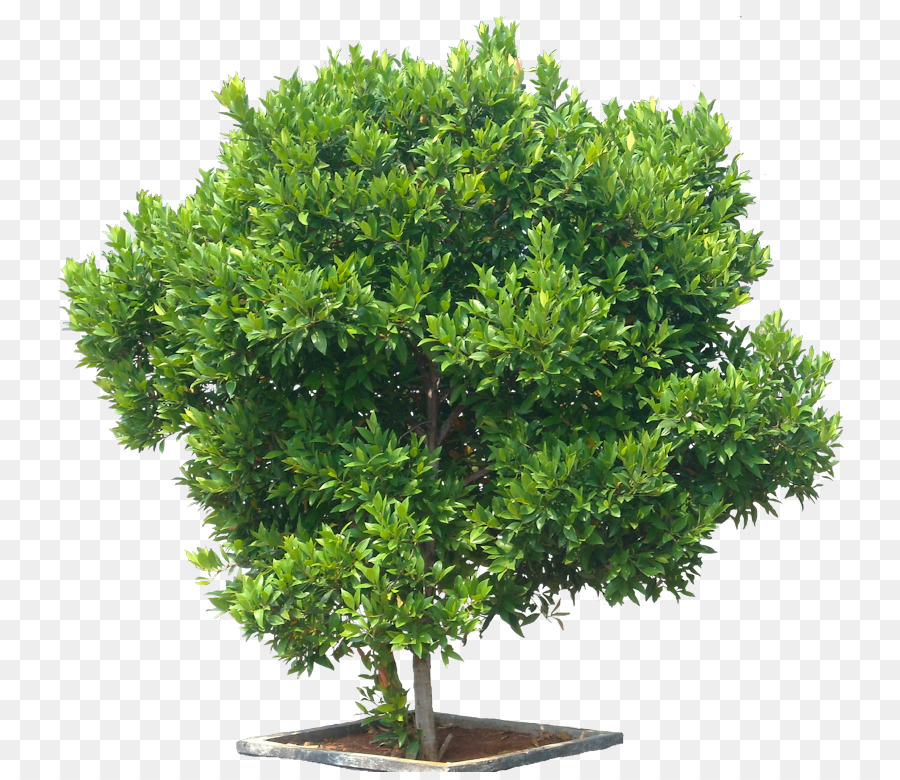 Nhỏ paniculatum Cây Eugenia Bụi Maple - bụi cây
