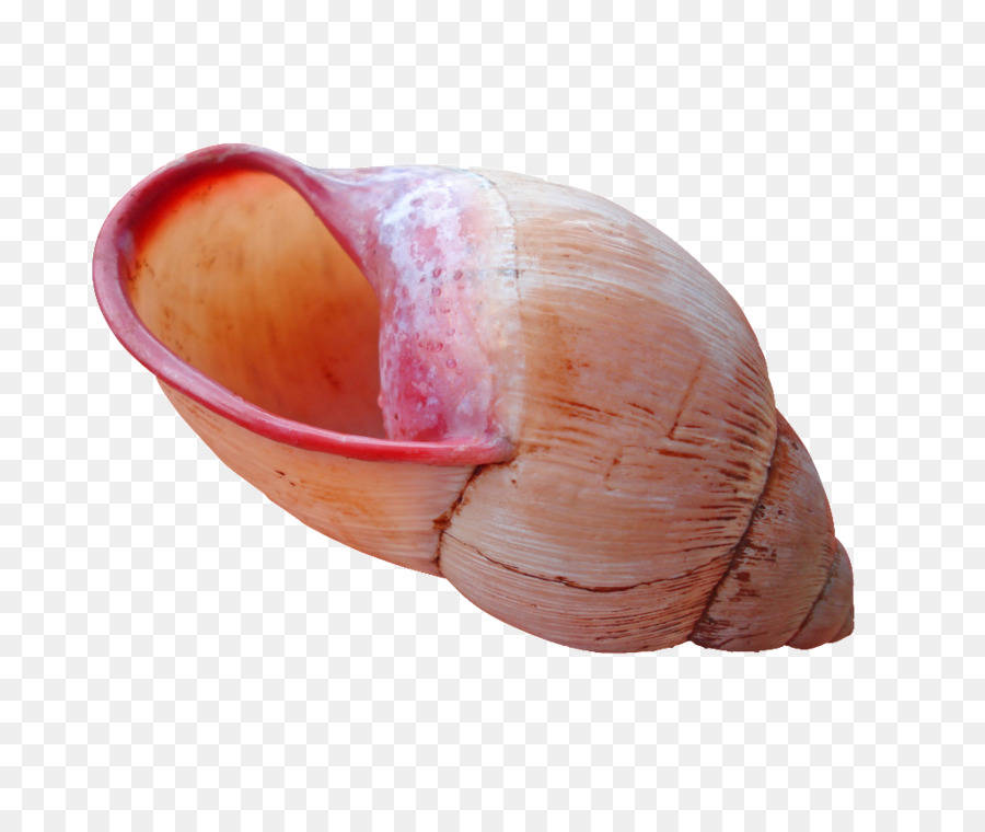 Vỏ sò Nhuyễn thể sống ở vỏ Ốc Nautilidae - vỏ sò