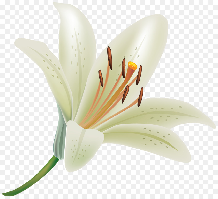 Lilium candidum Giglio tigrato Flower Clip art - fiore bianco