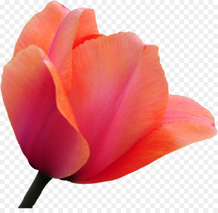 Tulip Cắt hoa Hồng - hoa tulip
