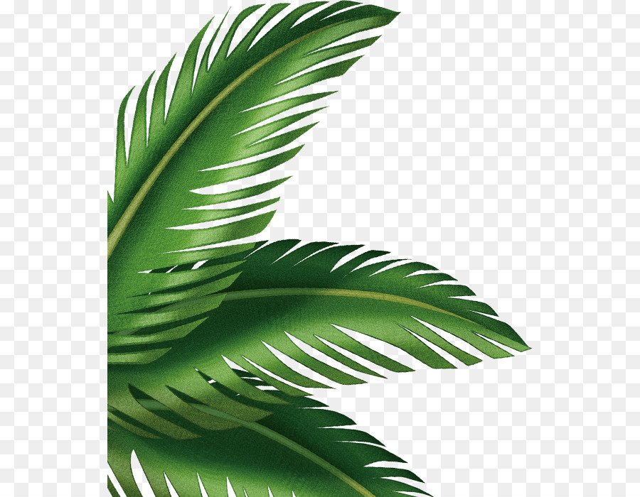 Cartoon Palm Tree png download - 598*700 - Free Transparent Leaf png  Download. - CleanPNG / KissPNG