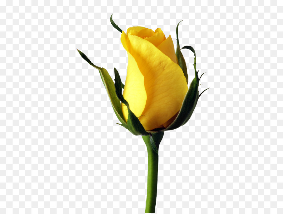 Rose Transparenz und Transluzenz Blume - gelbe rose