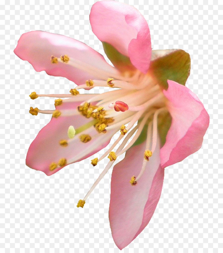 Flower Clip Art - Pfirsich Blume