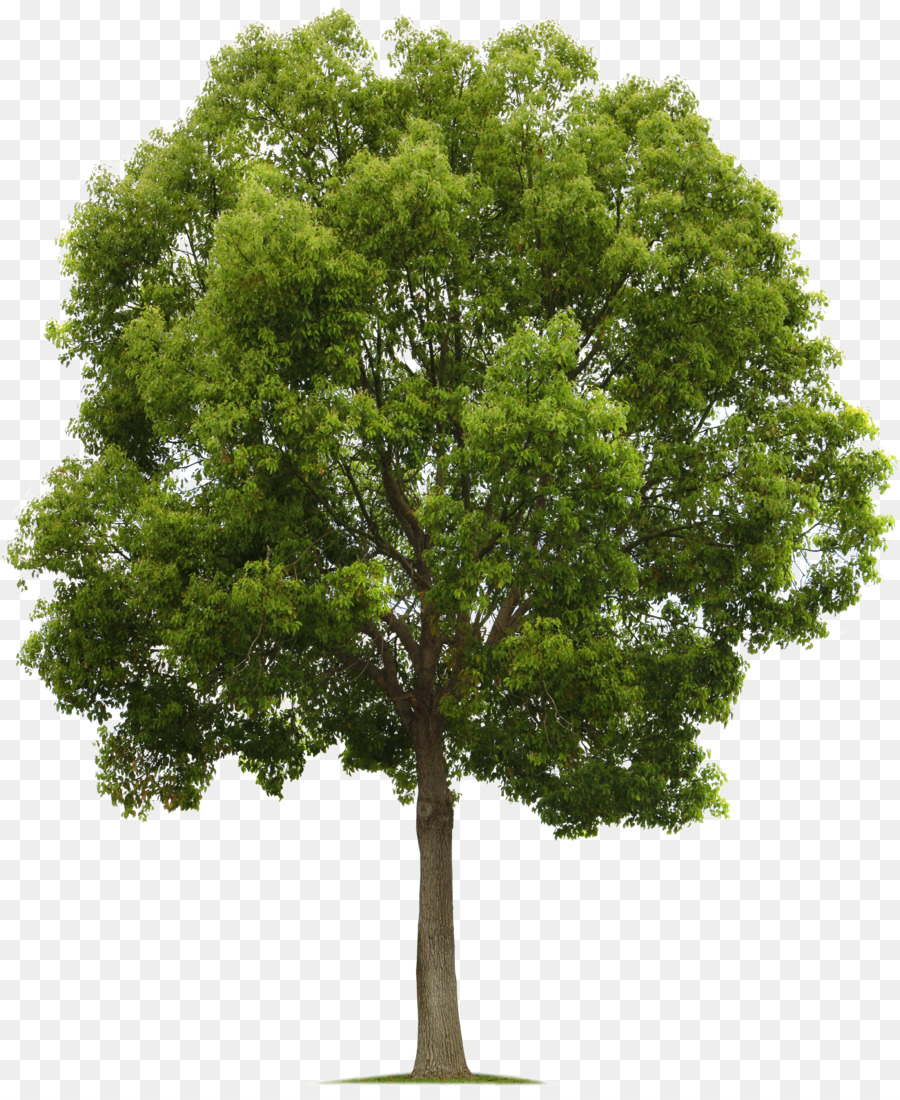 Populus nigra-Baum-Laub-clipart - Baum