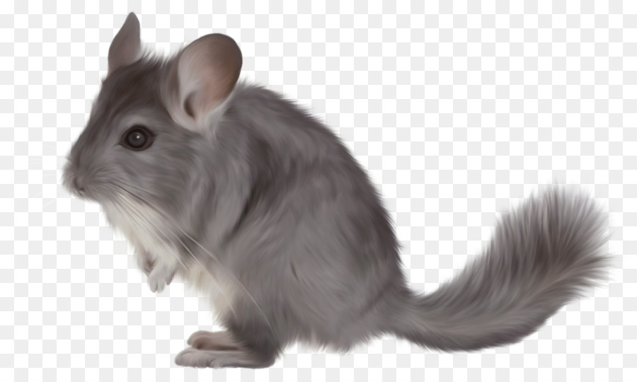 Short-tailed chinchilla Nagetier-clipart - andere