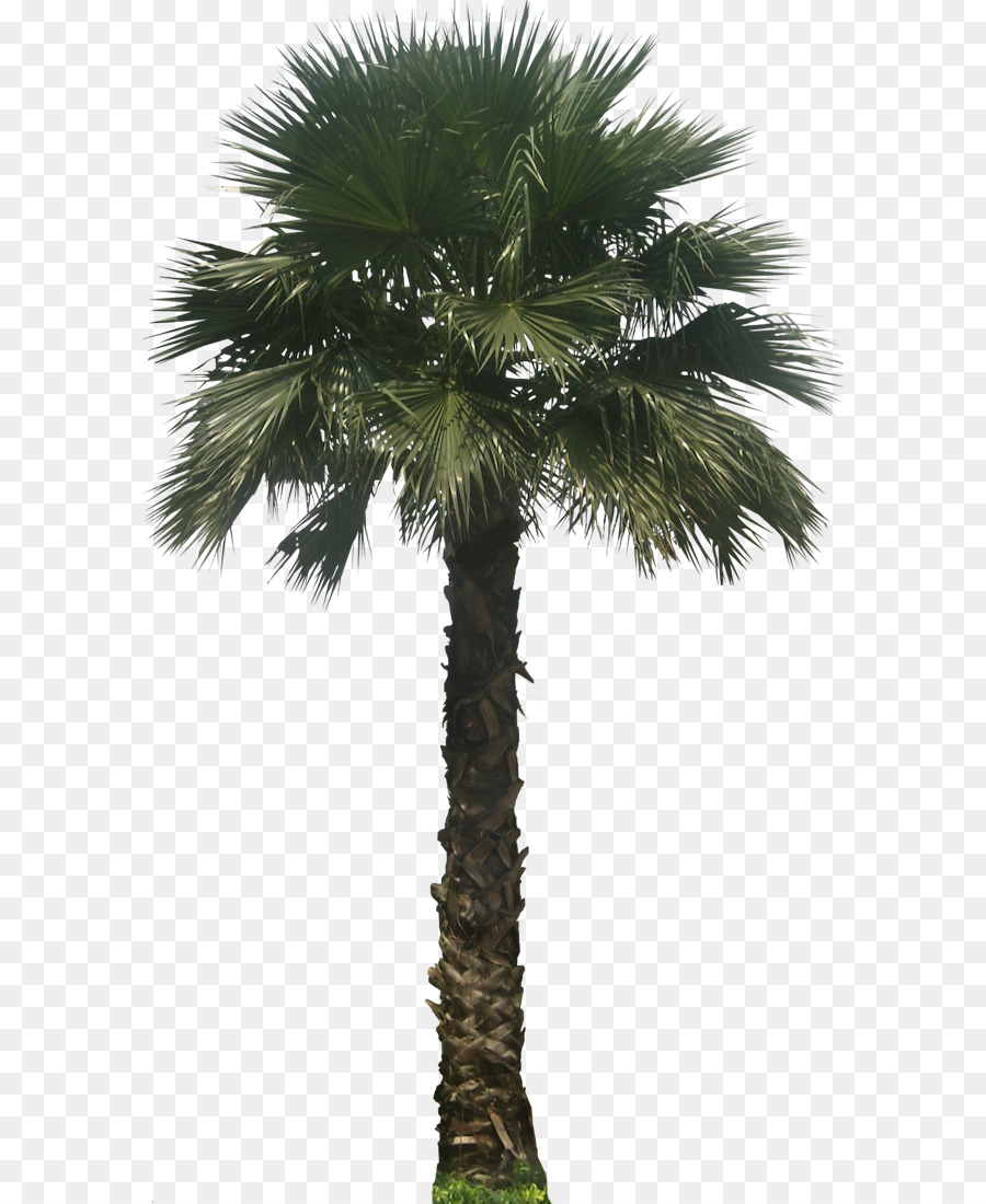 Palm Oil Tree img