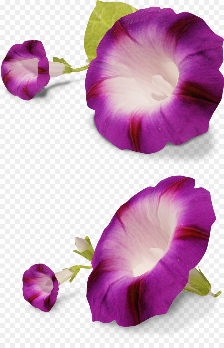 Fiore Ipomoea _ Petunia Clip art - fiori viola