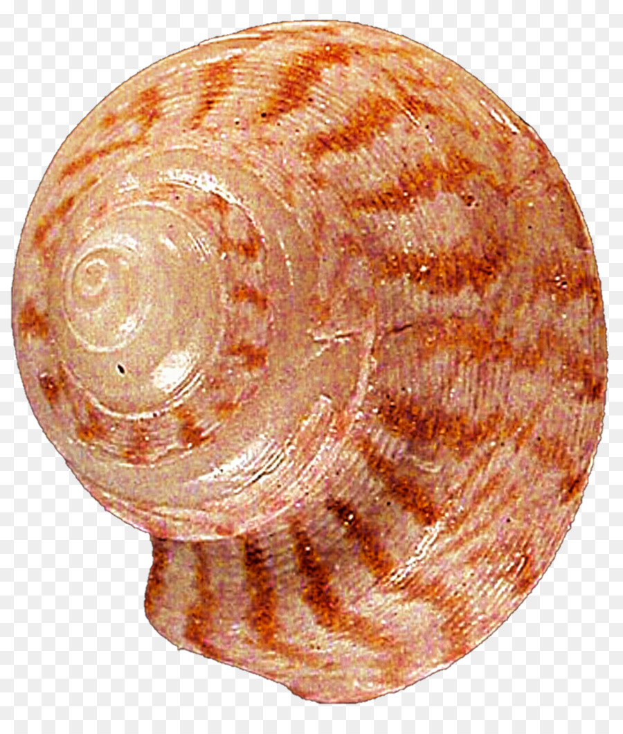 Conchiglia Di Lumaca, Mollusco Conchology Veneroida - conchiglia