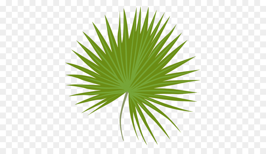 Sabal Moll leaf Arecaceae - Palmblätter
