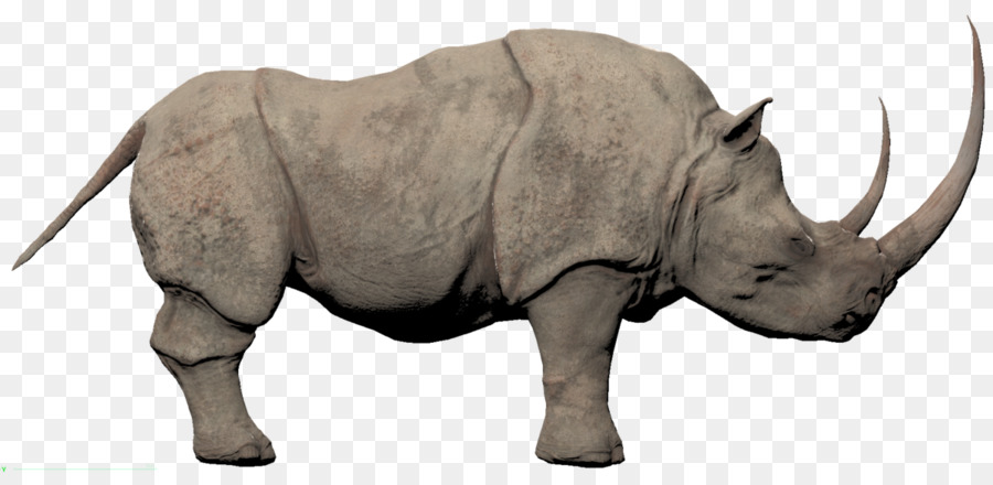 Conan lưu vong Tê giác con voi châu Phi Conan - tê giác