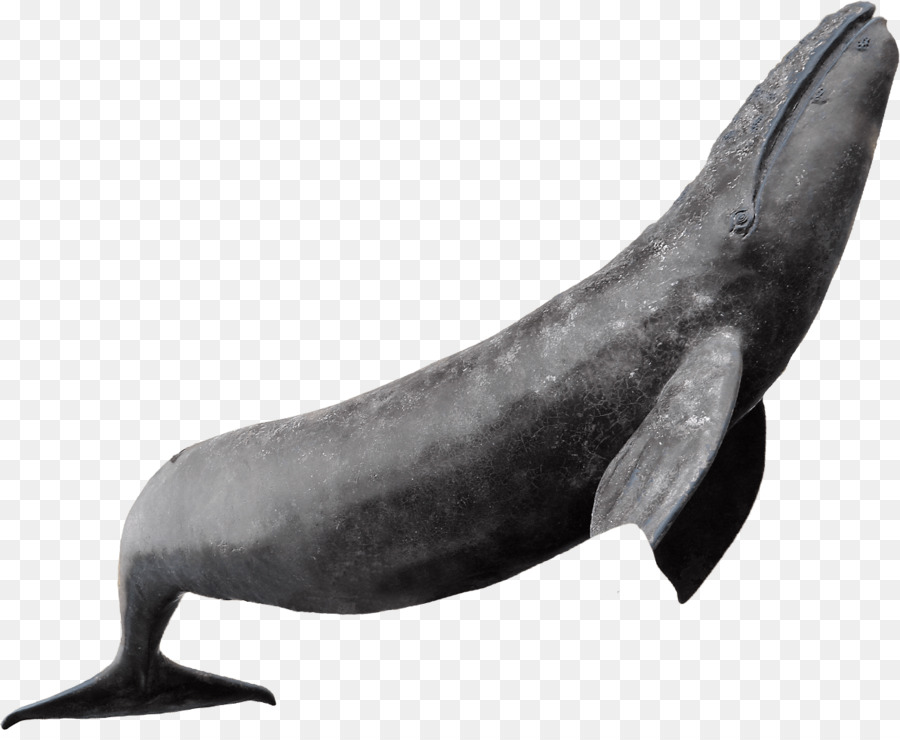 Delfino Balena Mare, leone Marino, mammifero Cetacea - Balena
