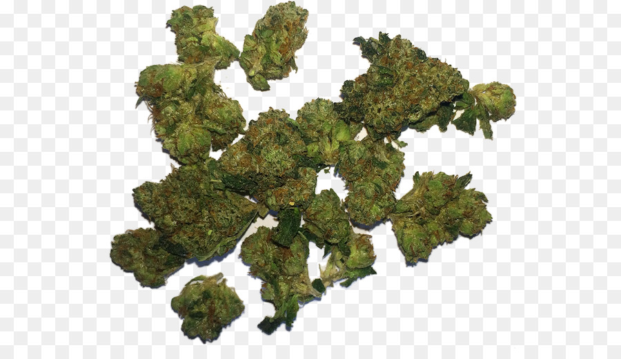 Cannabis sativa Marijuana Medicina medica di cannabis - canapa