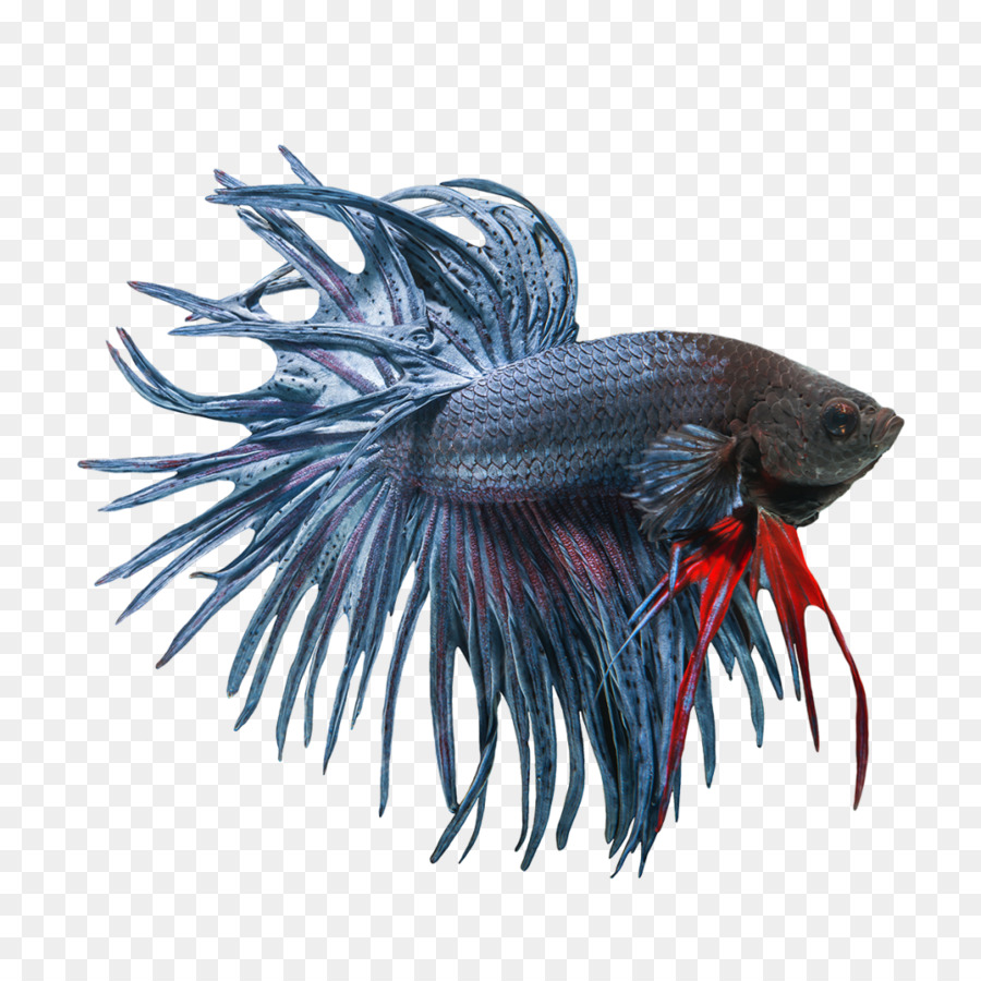 Cá xiêm dạng đuôi voan màu xanh Ngọc nóng - cá