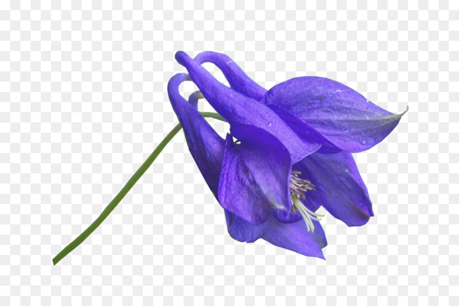 Blume, Blau, Fotografie Clip-art - Blaue Blume