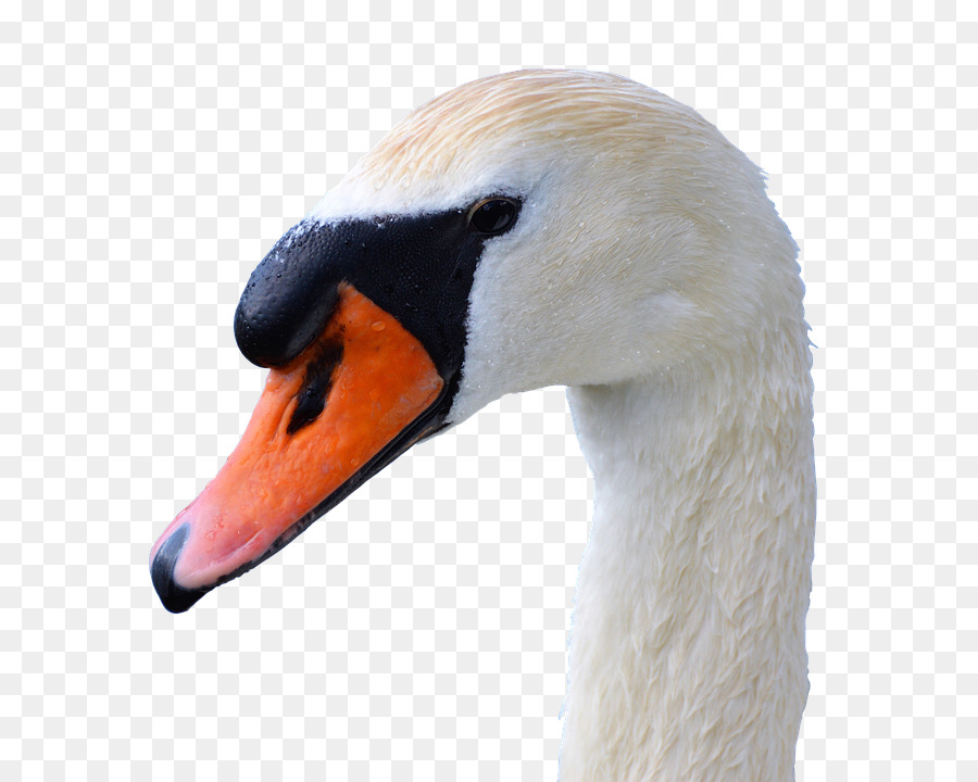 Vogel, der Schwarze Schwan Cygnini Duck Black-necked swan - Schwan